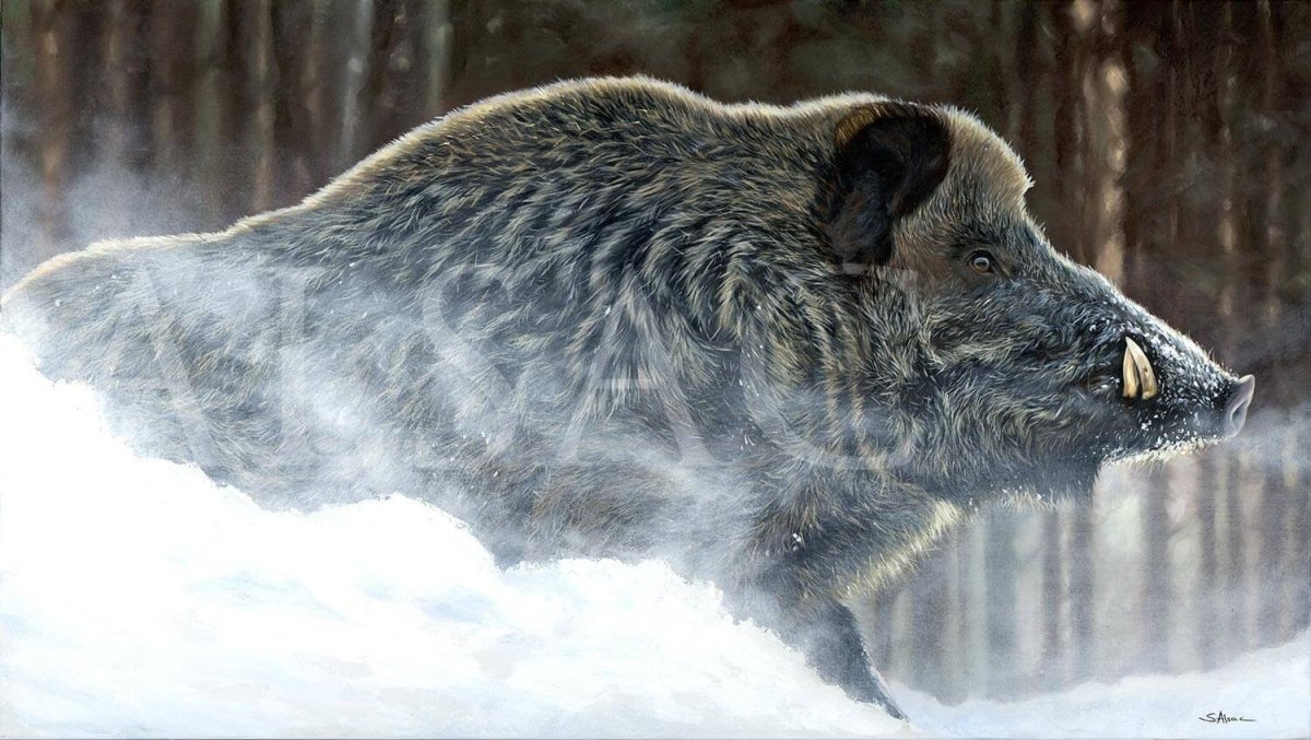 Кабан секач