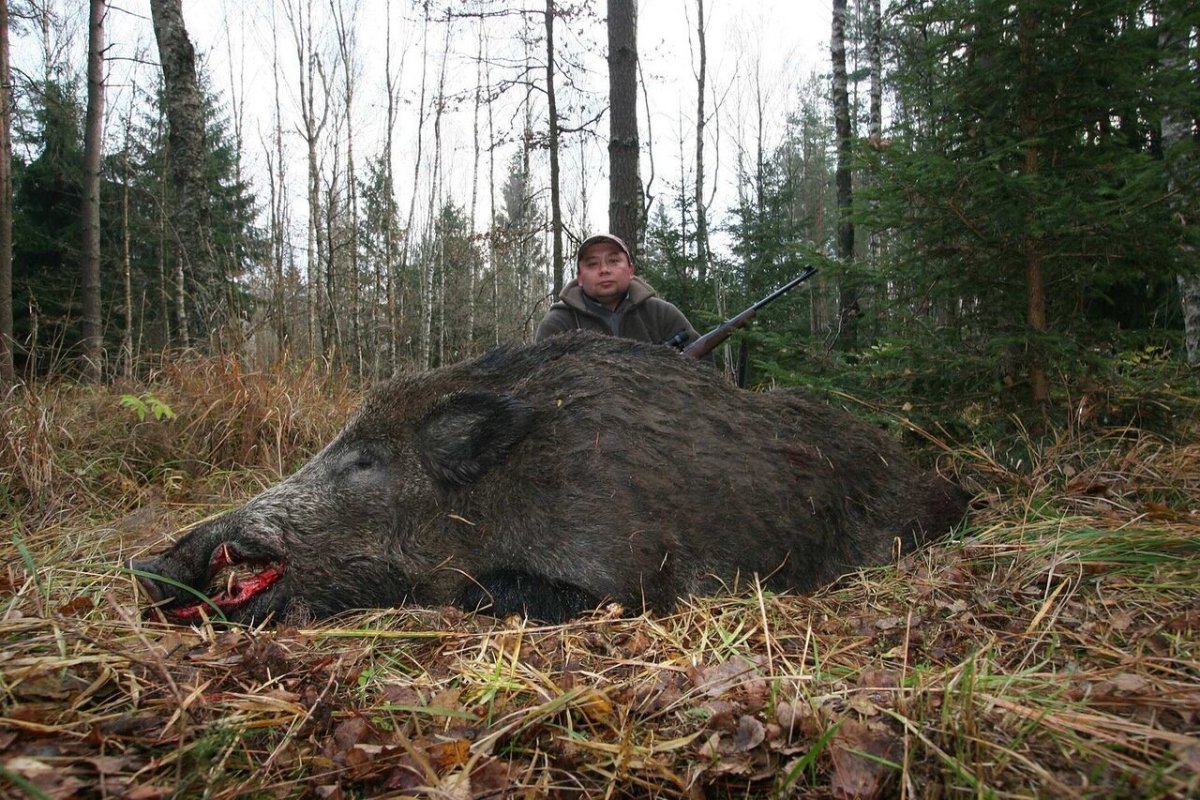 Кабан Вепрь секач 600 кг