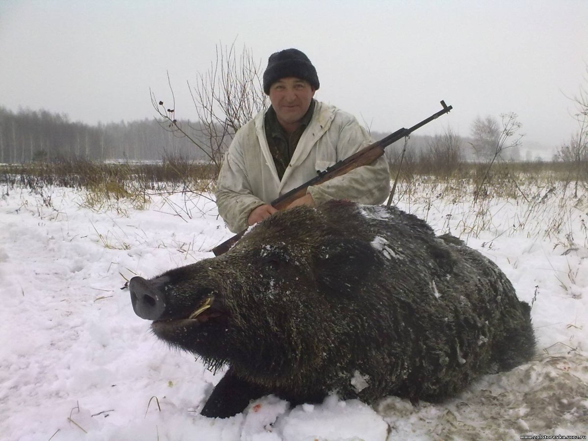 Большой кабан Свердловская область