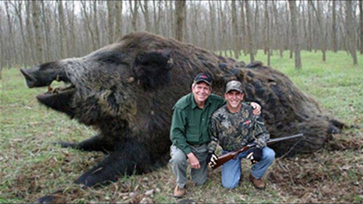 Кабан Вепрь секач 600 кг