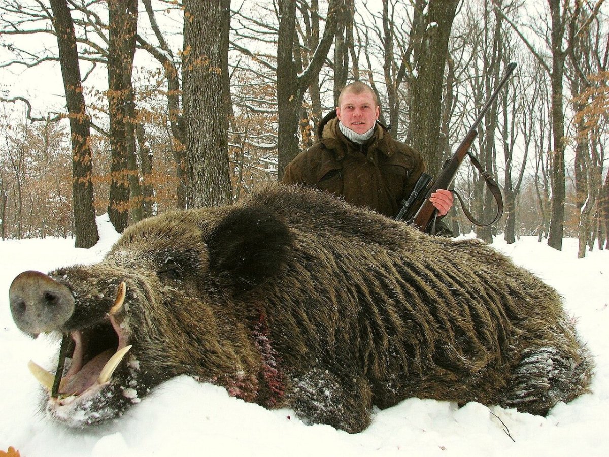 Вепрь секач