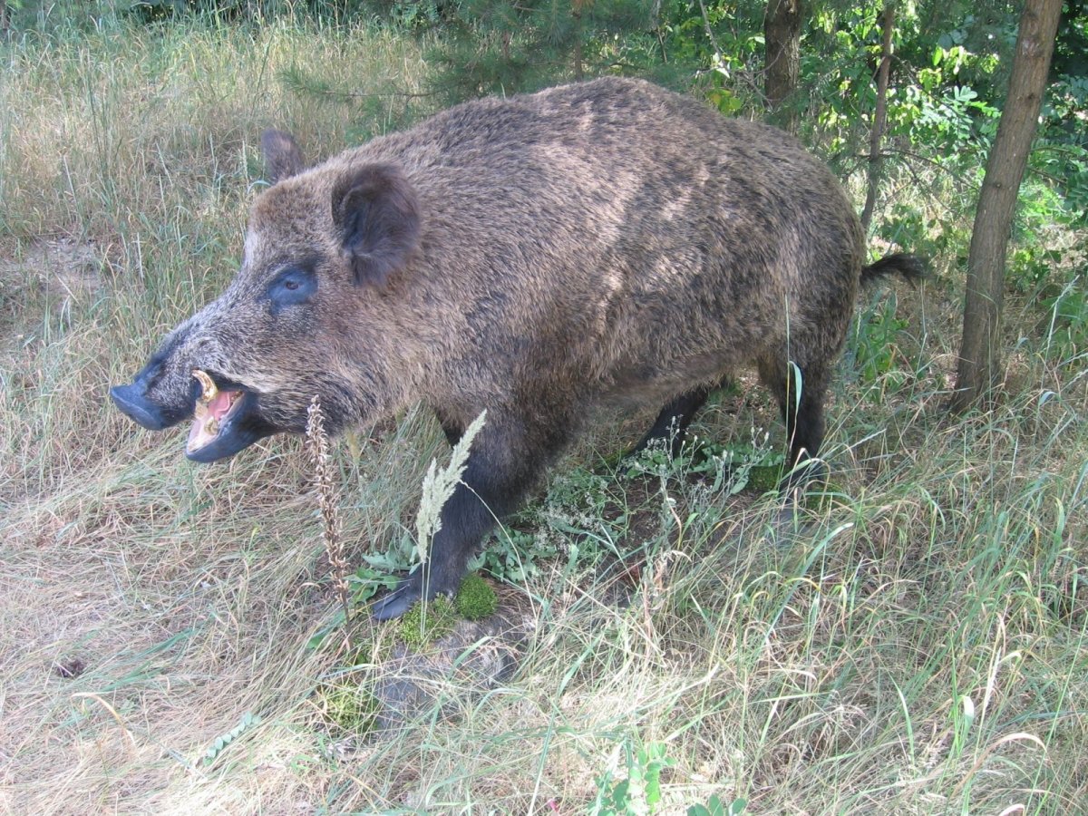 Кабан секач Дальневосточный