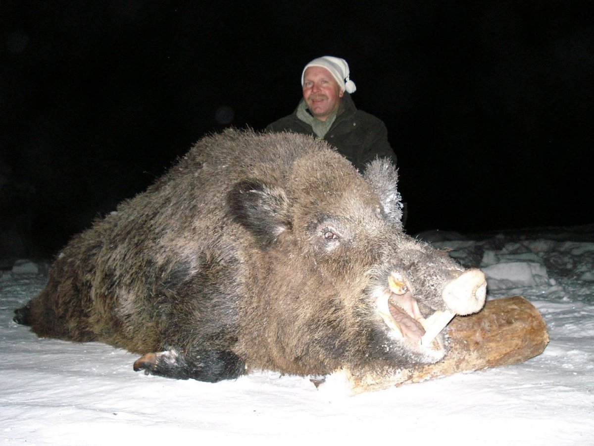 Дикий кабан секач Вепрь