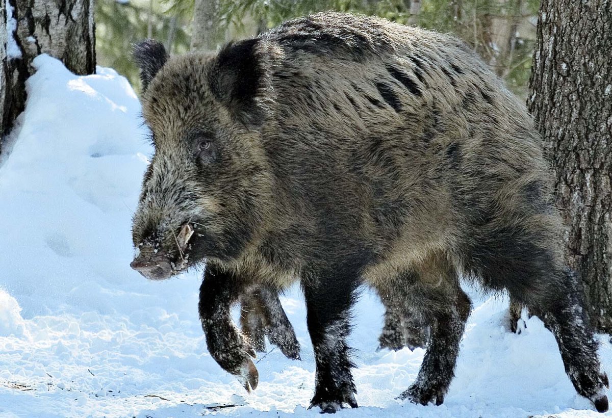 Дикий кабан секач Вепрь