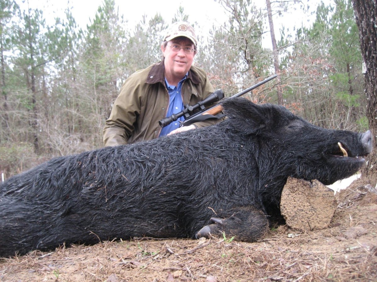 Кабан Вепрь секач 600 кг