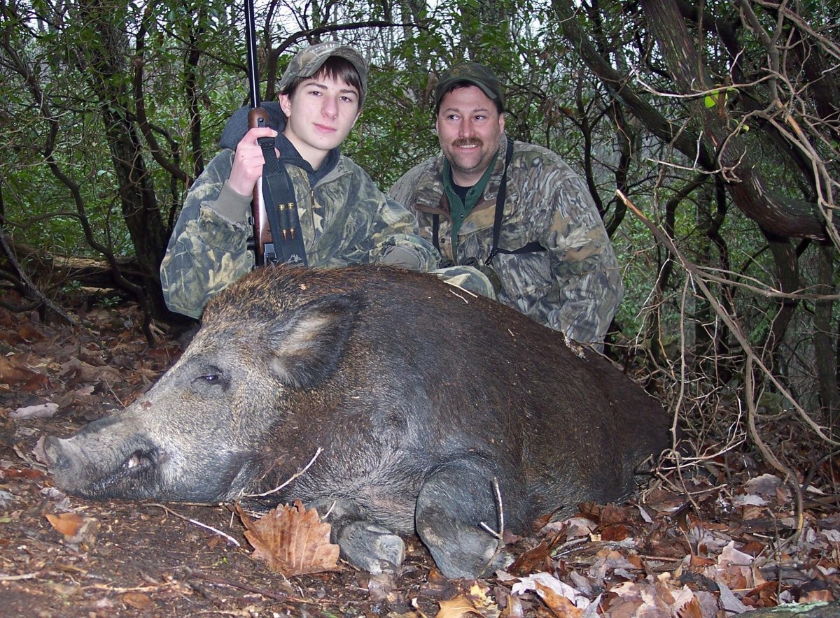 Кабан секач охота Воронеж