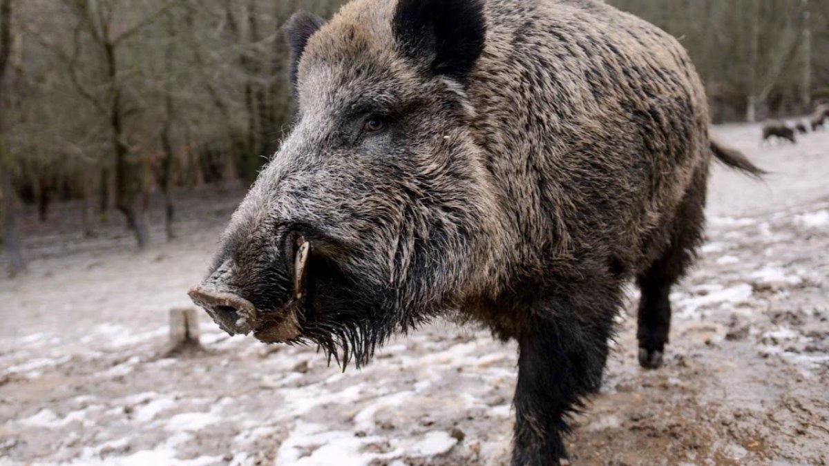 Дикий кабан секач Вепрь