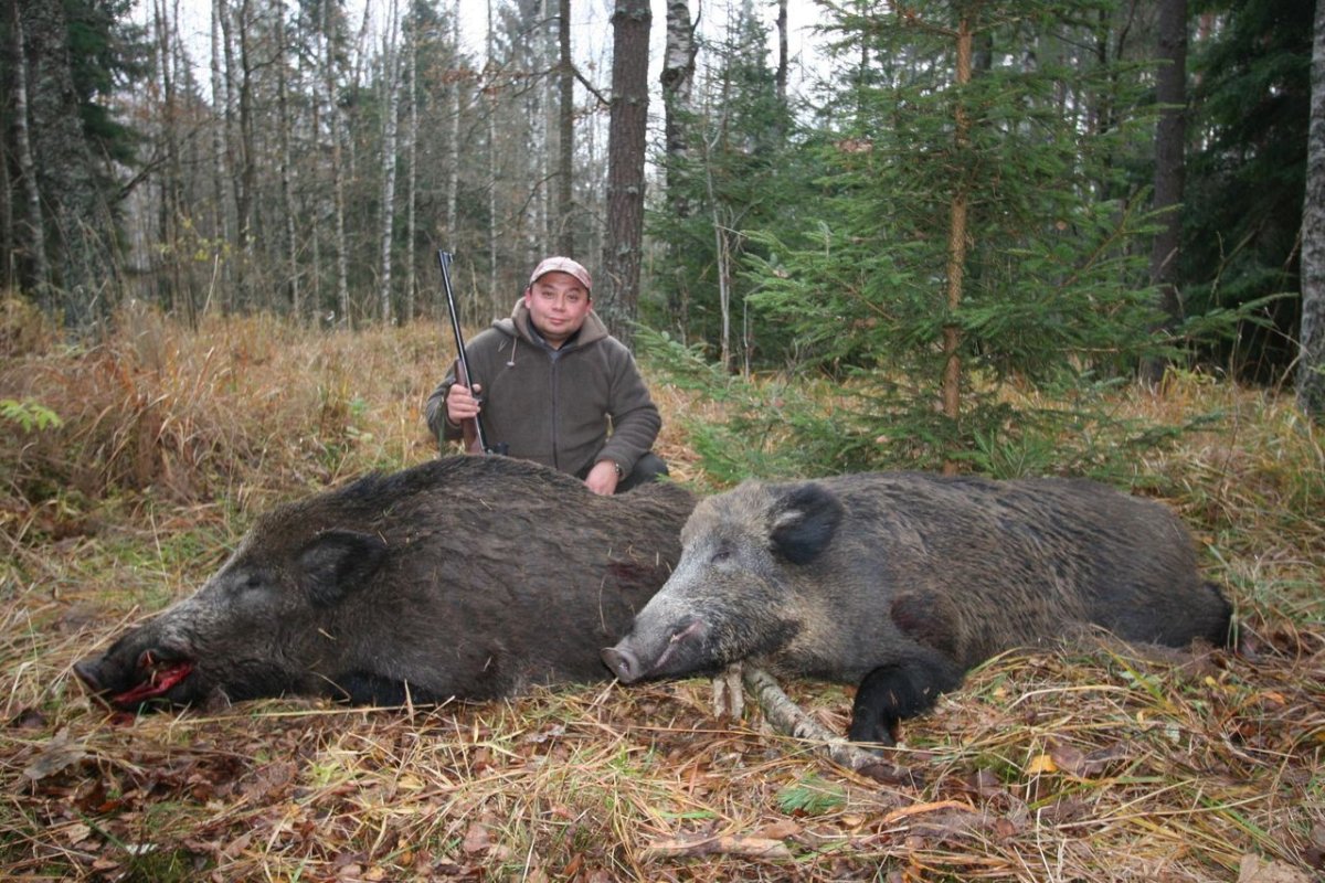 Кабан секач Дальневосточный