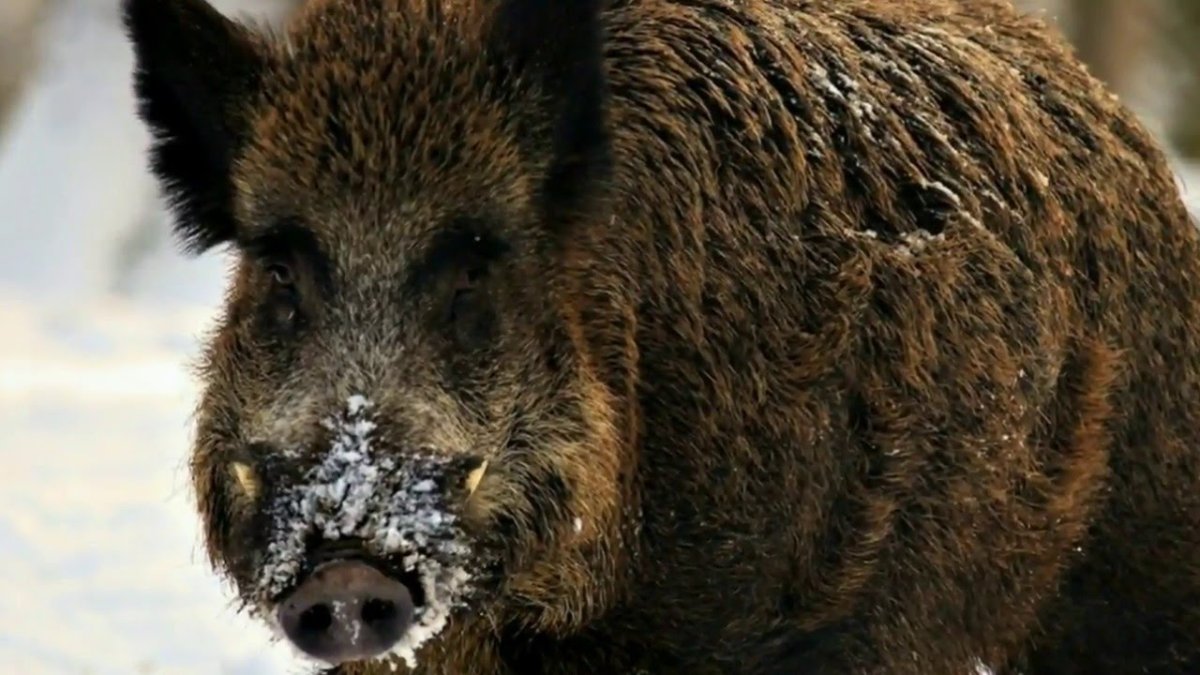 К чему снится кабан