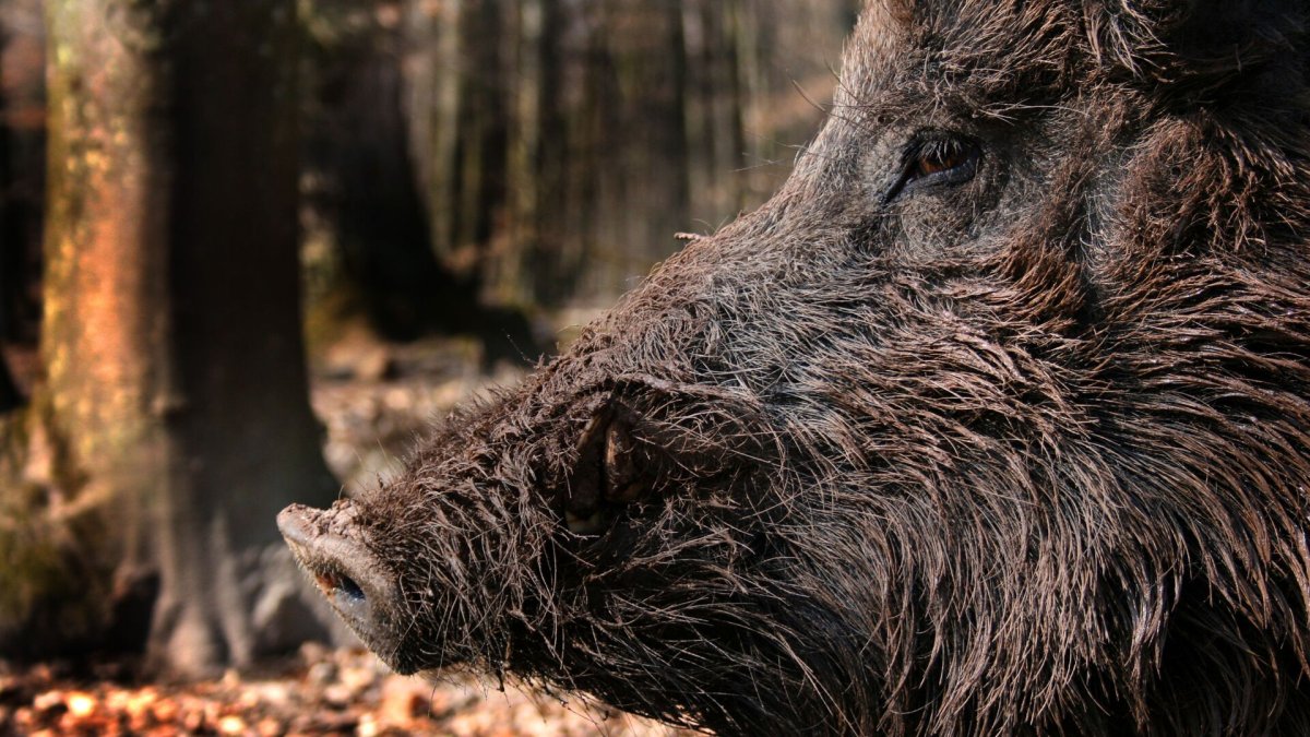 Wildschwein Марк