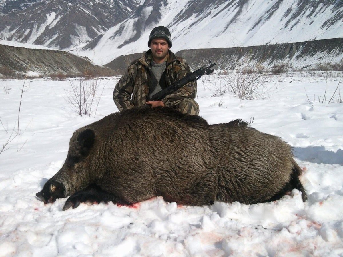 Секач кабан самый большой