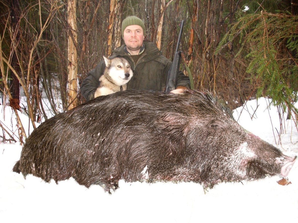 Кабан Вепрь секач 600 кг