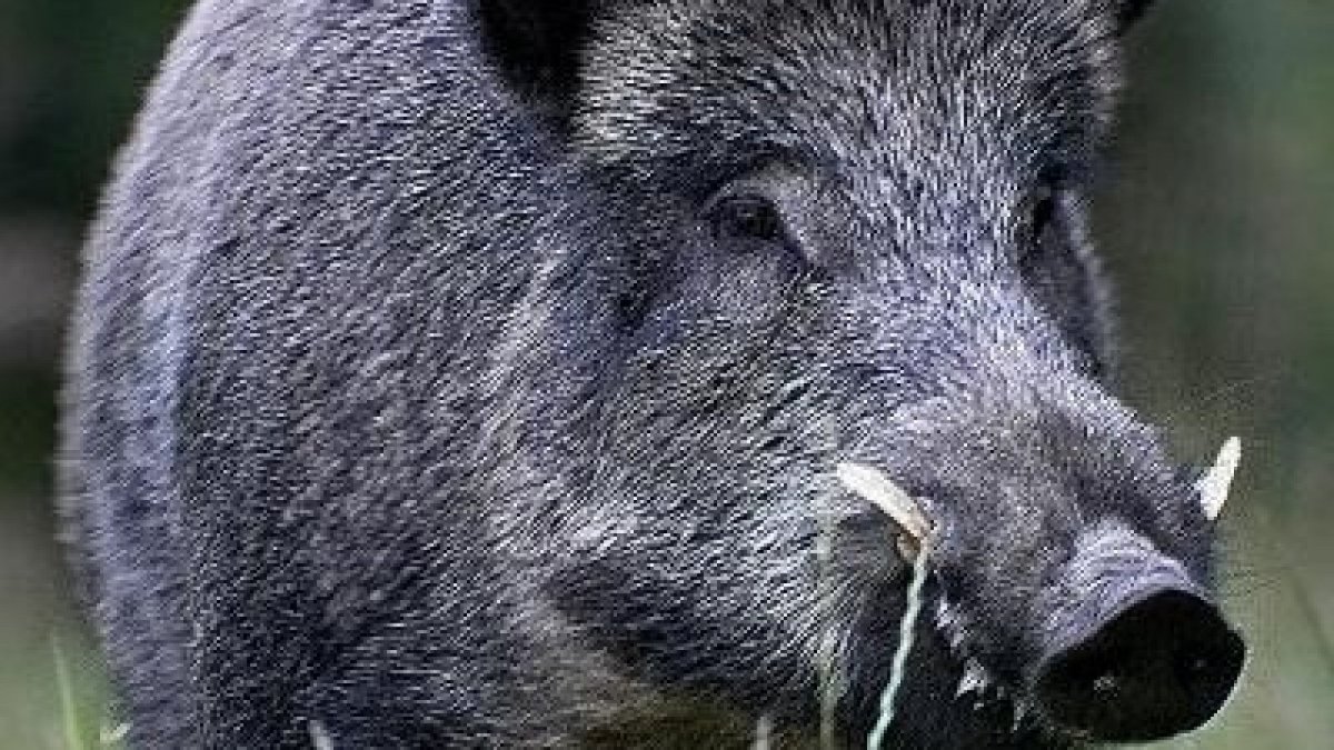 Кабан Вепрь секач 600 кг