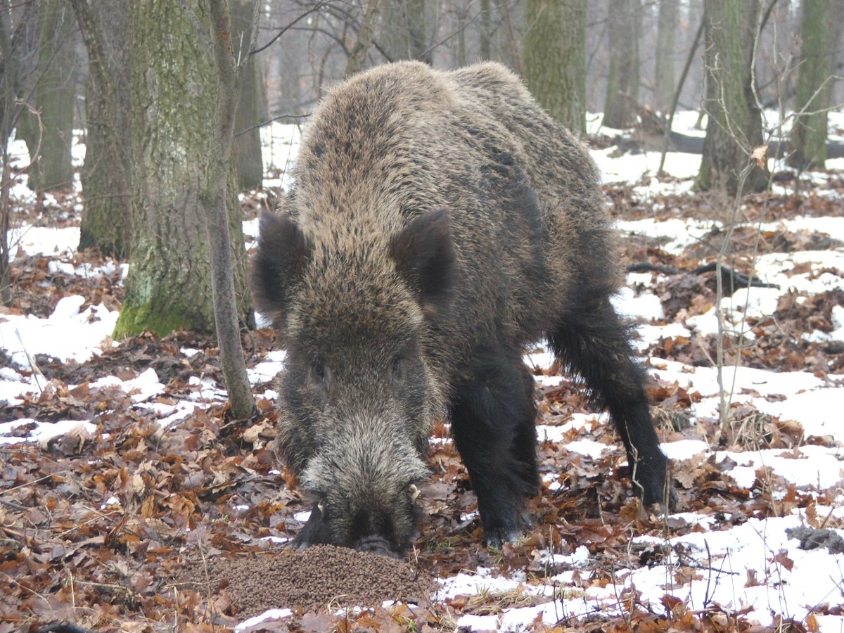 Повадки дикого кабана