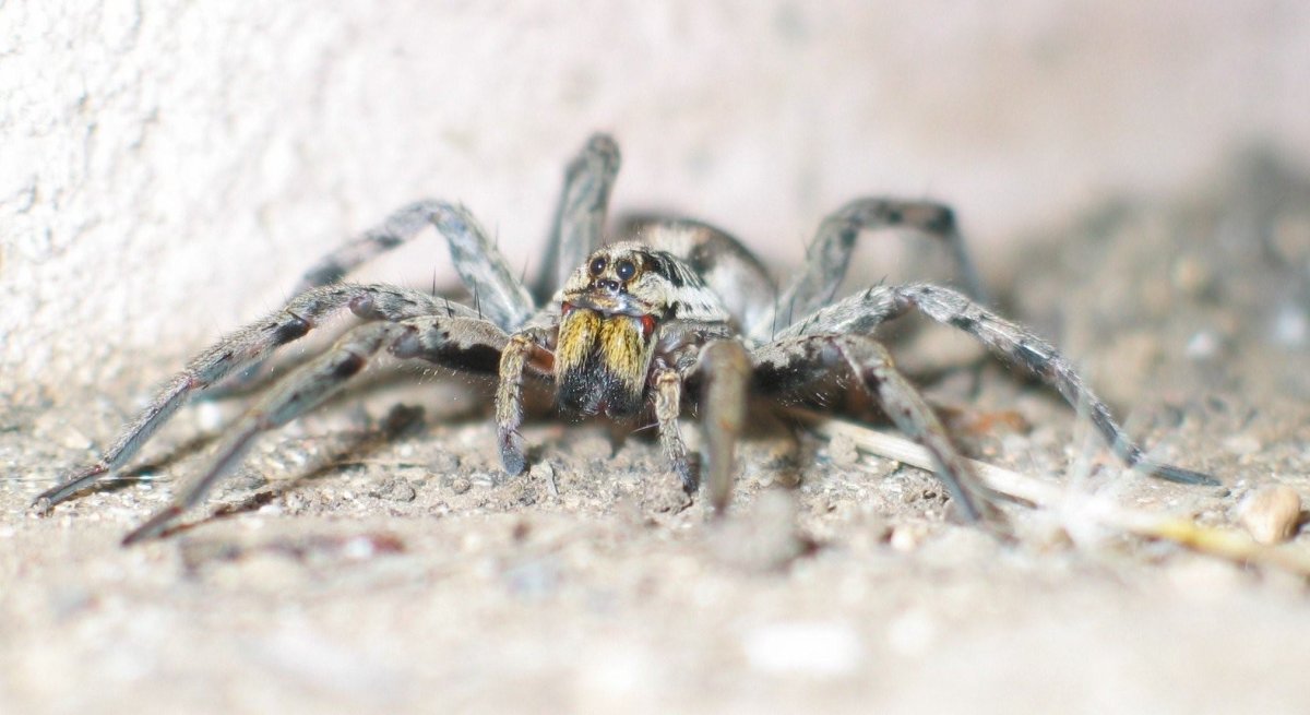 Каракурт южнорусский тарантул