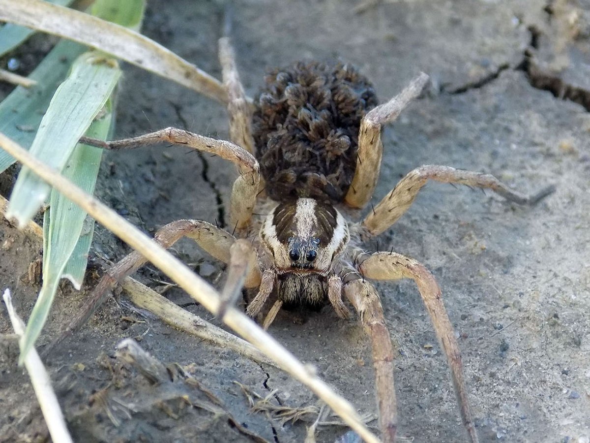 Южнорусский паук волк