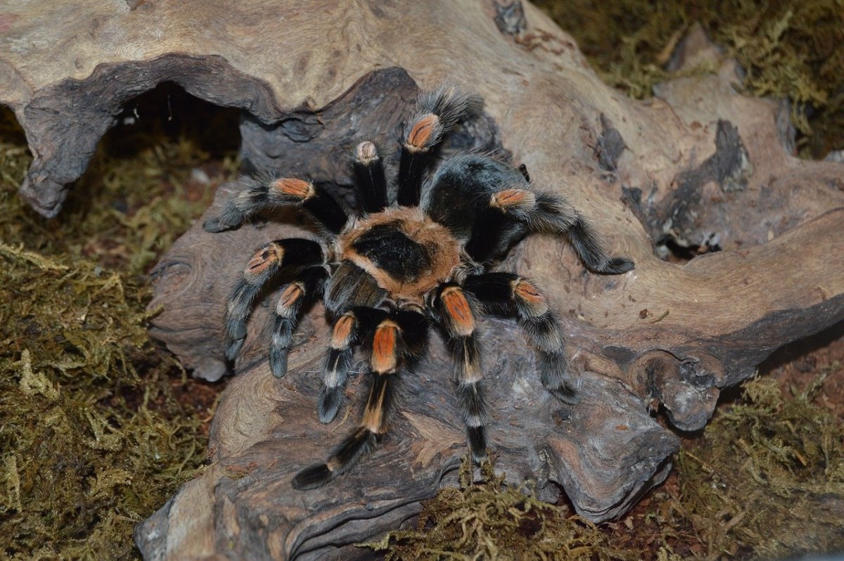 Насекомые пауки тарантулы