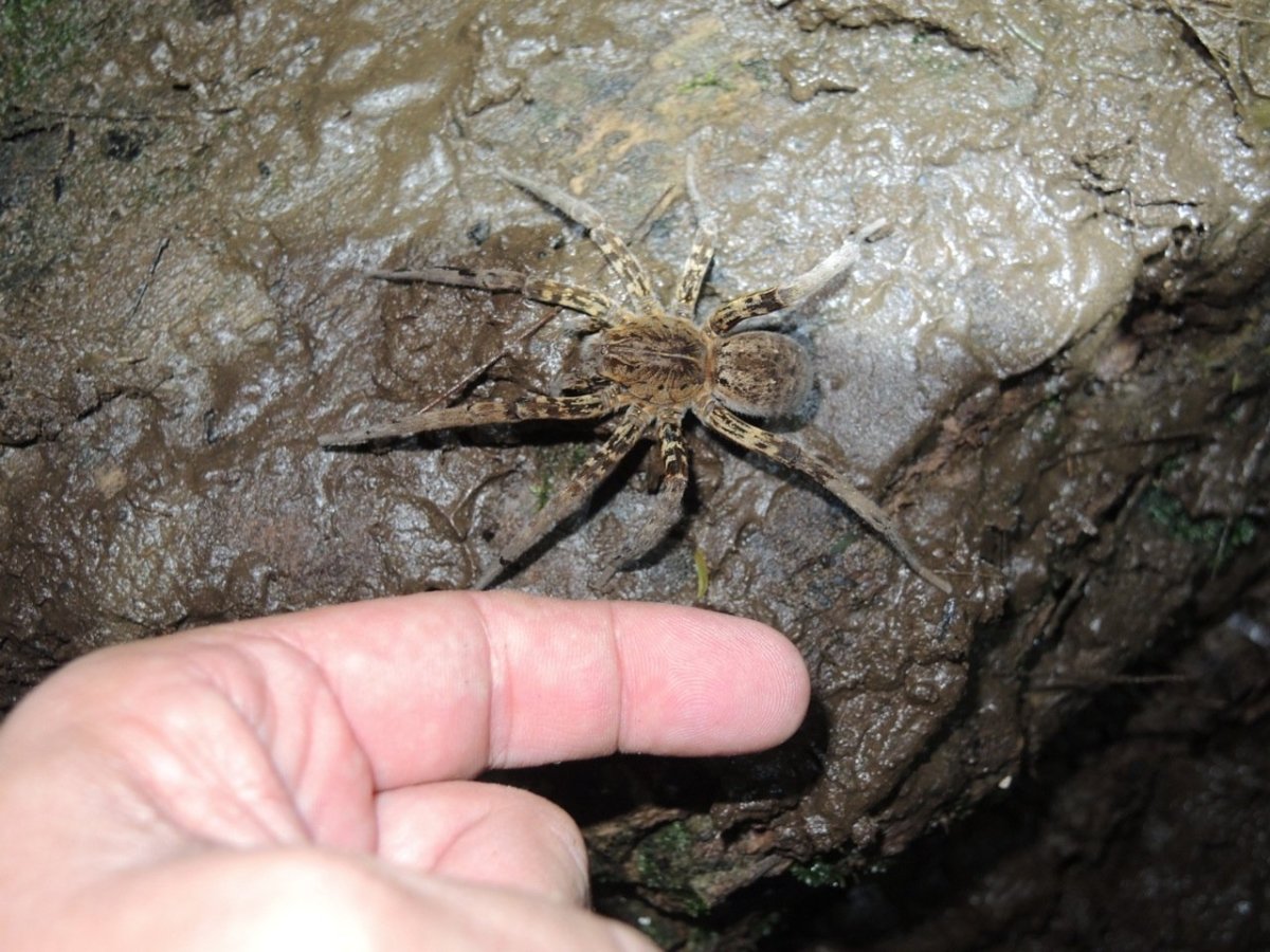 Астраханский паук Тарантул