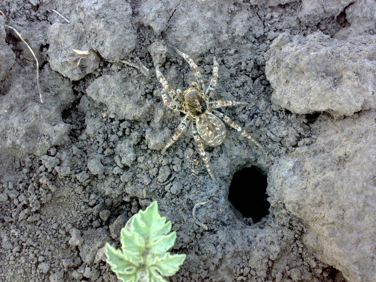 Южнорусский Тарантул норка