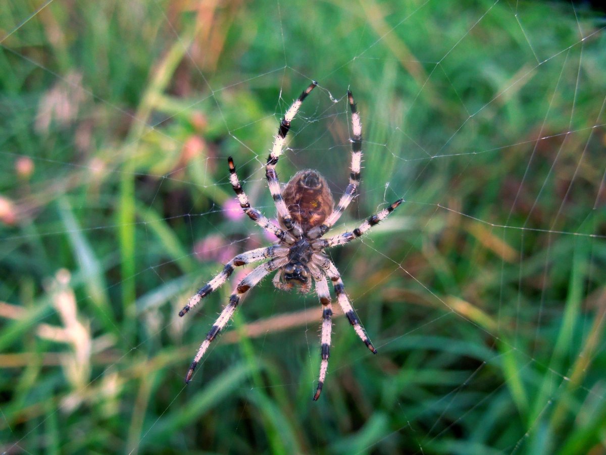 Ядовитые пауки Пензенской области
