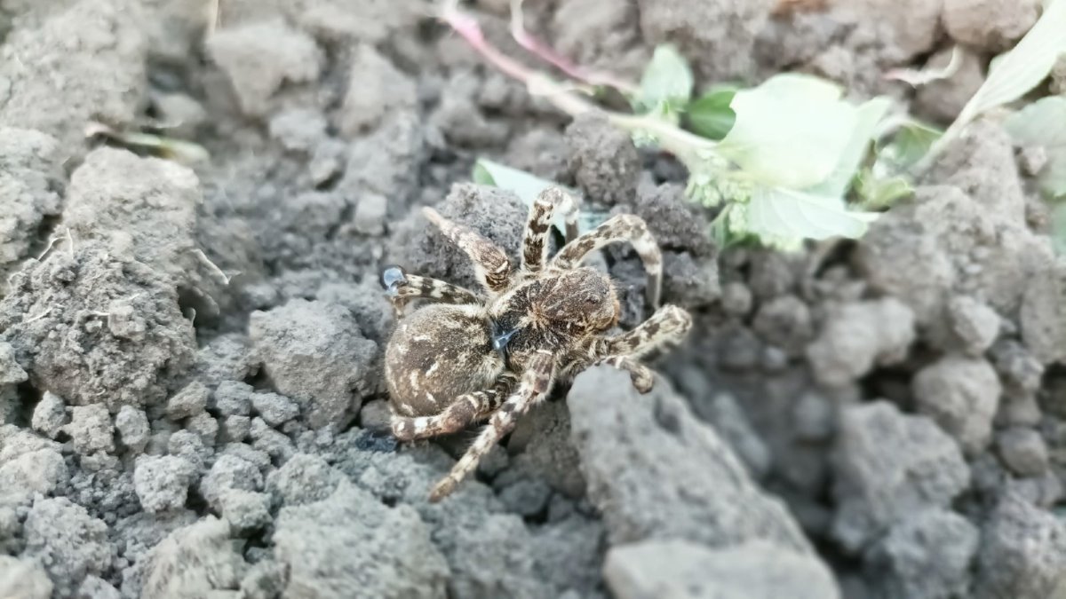 Южнорусский Тарантул Мизгирь