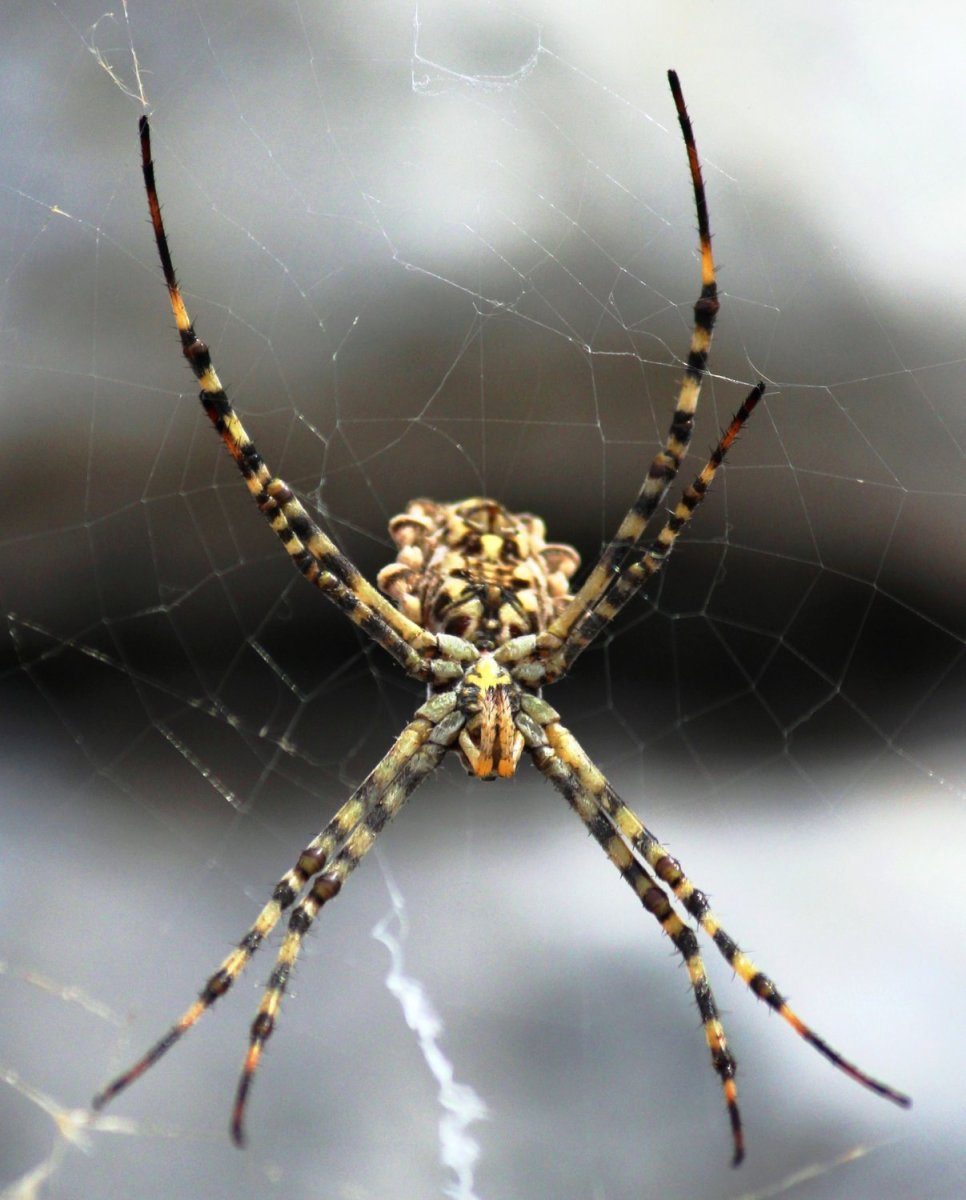 Крестовик обыкновенный паук