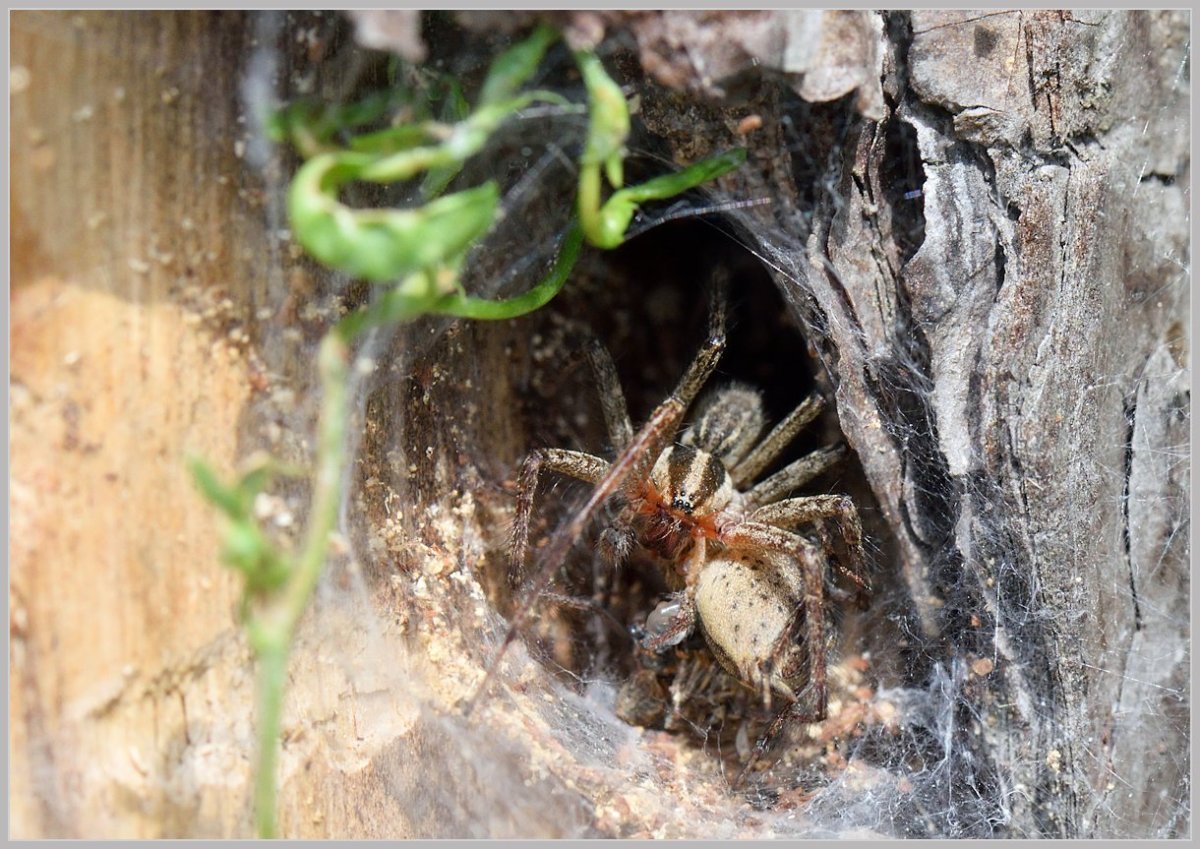 Пауки много