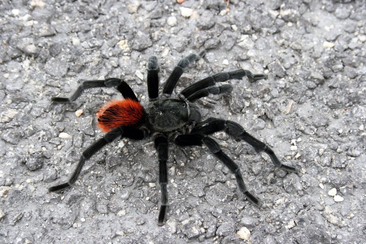 Тарантул Каракурт птицеед