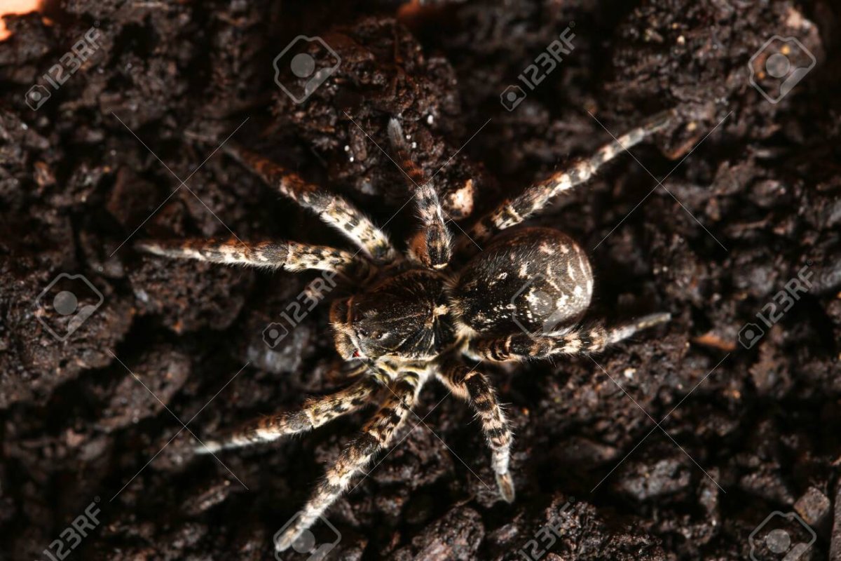 Паук Тарантул Южнорусский