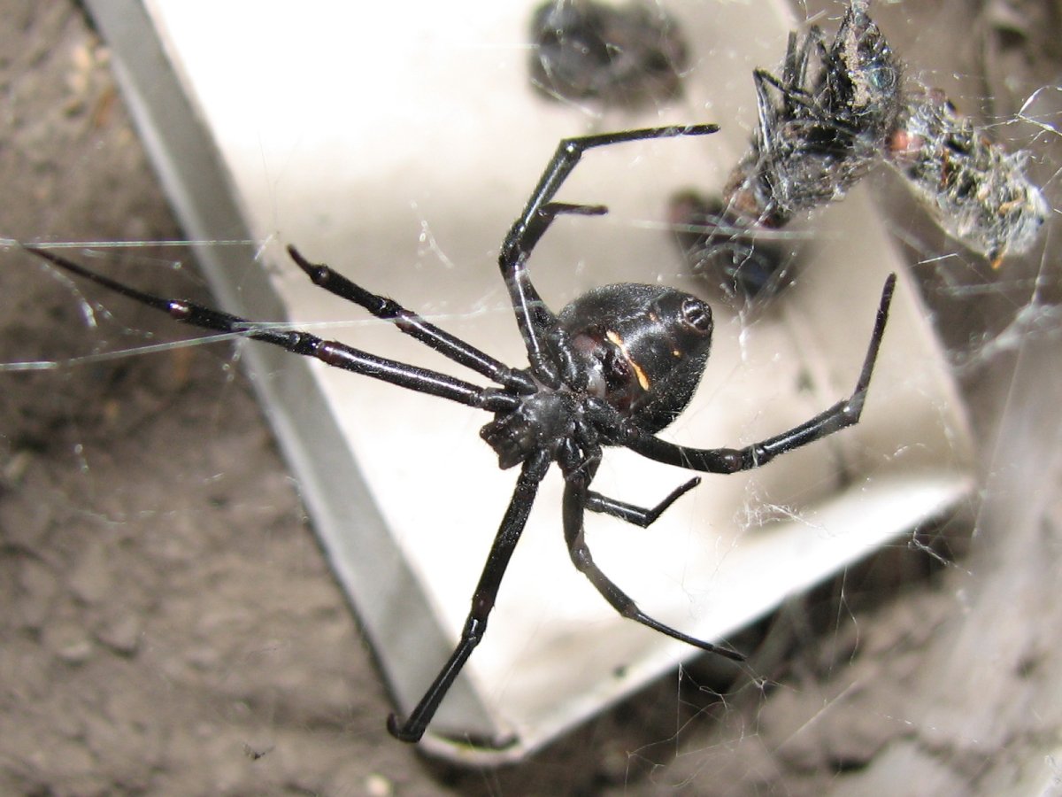 Стеатода черная паук