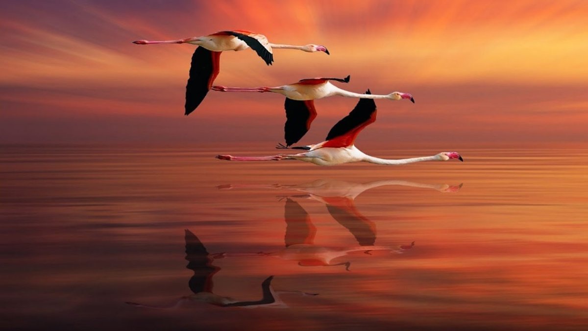 Фламинго на закате