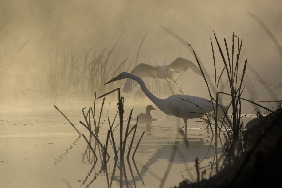Журавли на болоте