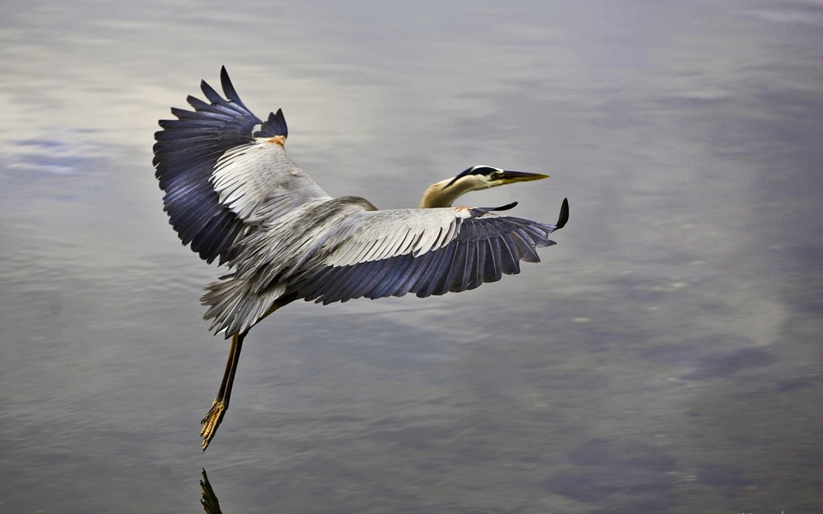 Журавль в полете
