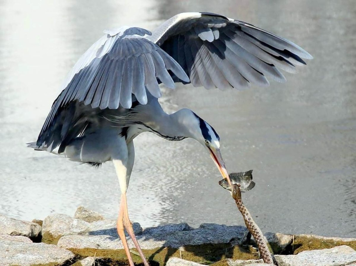 Аист и журавль