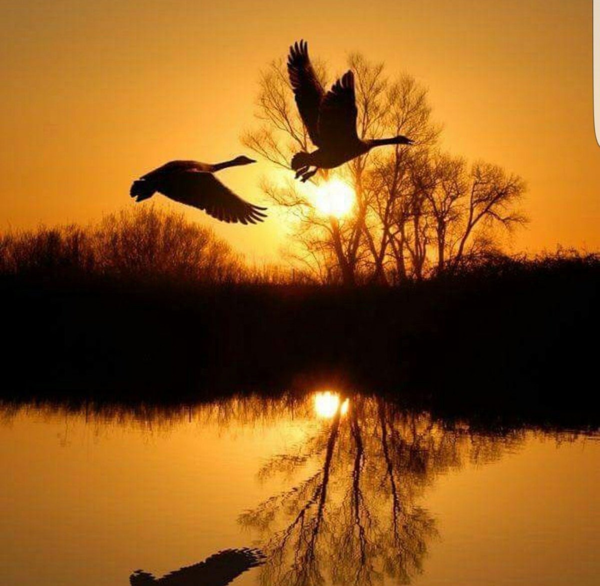 Две птицы на закате