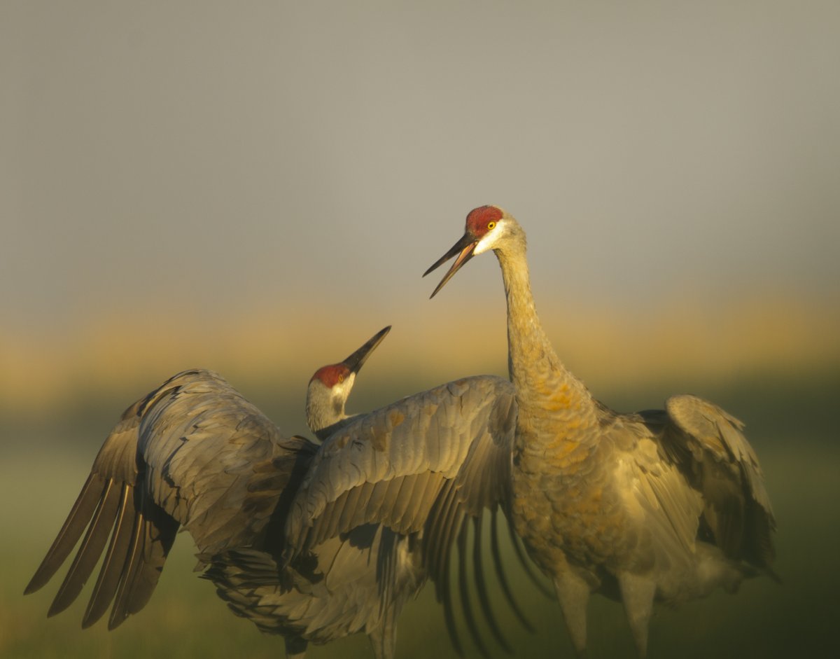 Семья журавлей