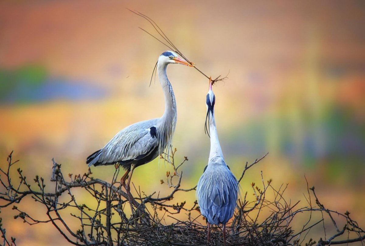 Пара журавлей