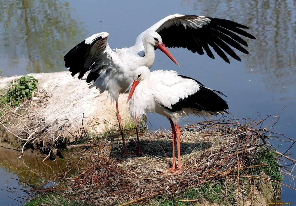 Красивый Аист