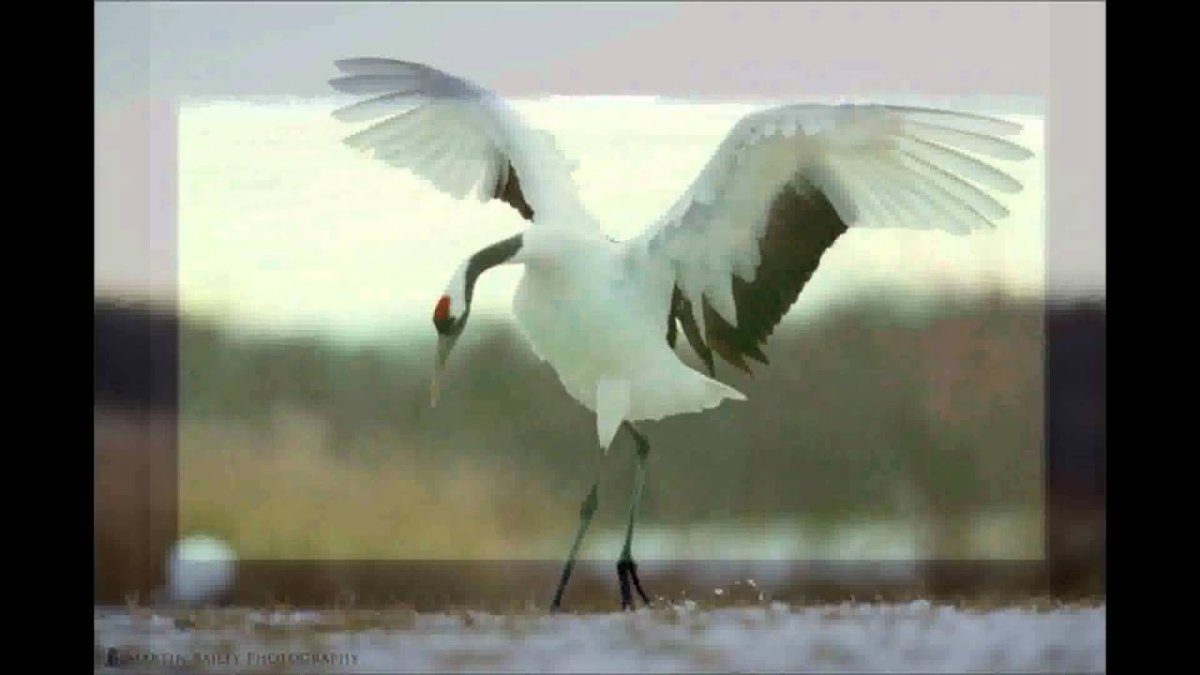 Журавль музыкант