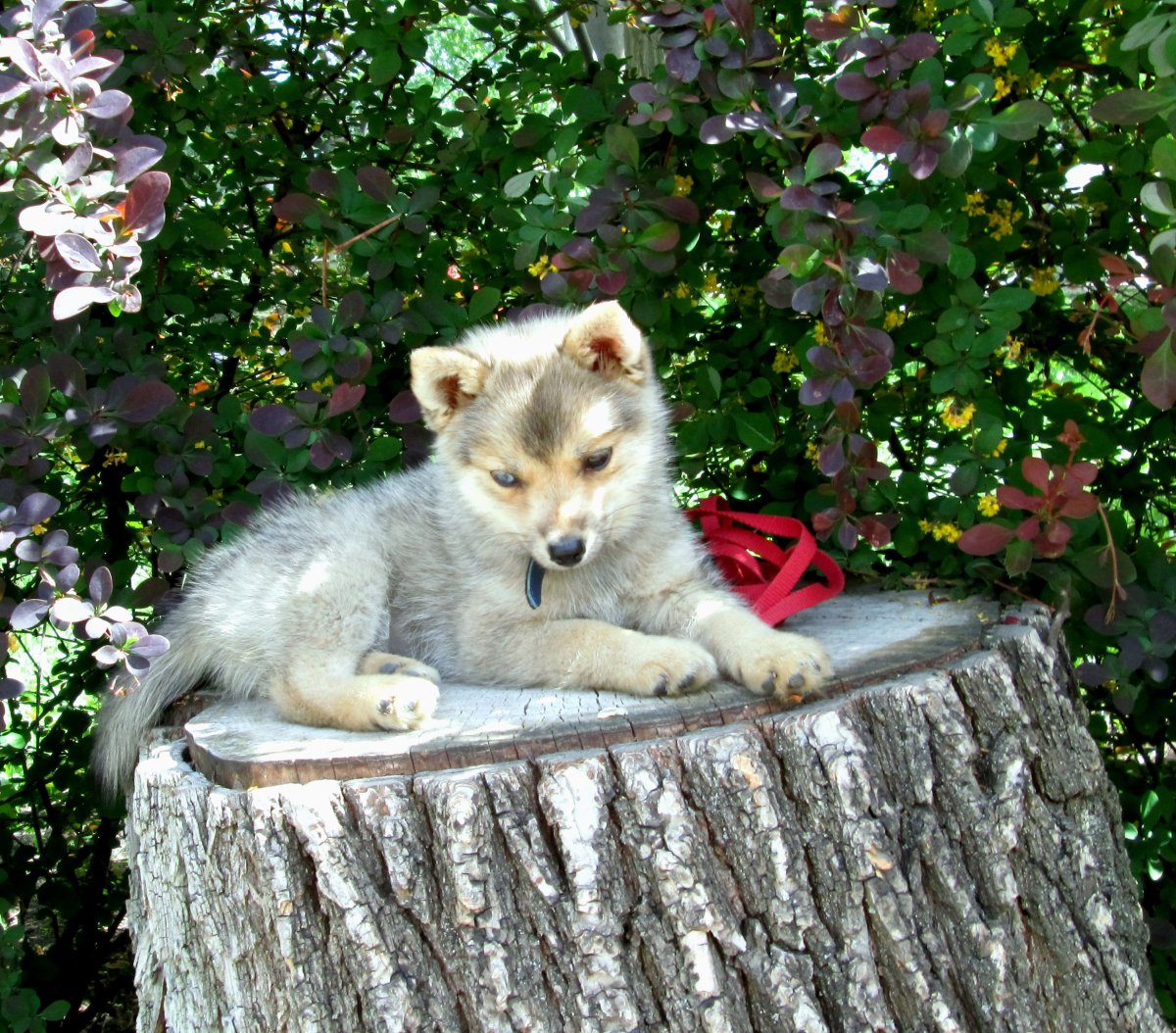 Питомник помски Виктория Астахова