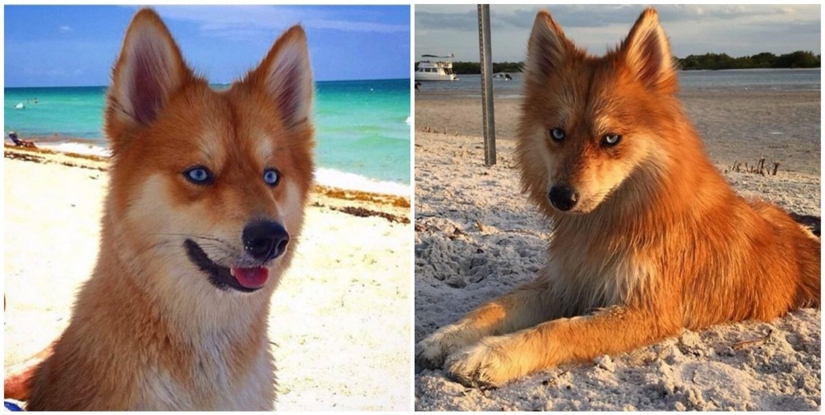 Собака похожая на лису