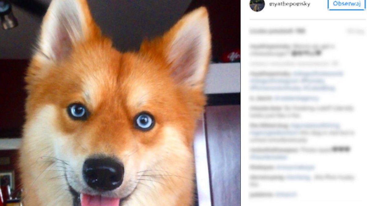 Помски Лисий Тип