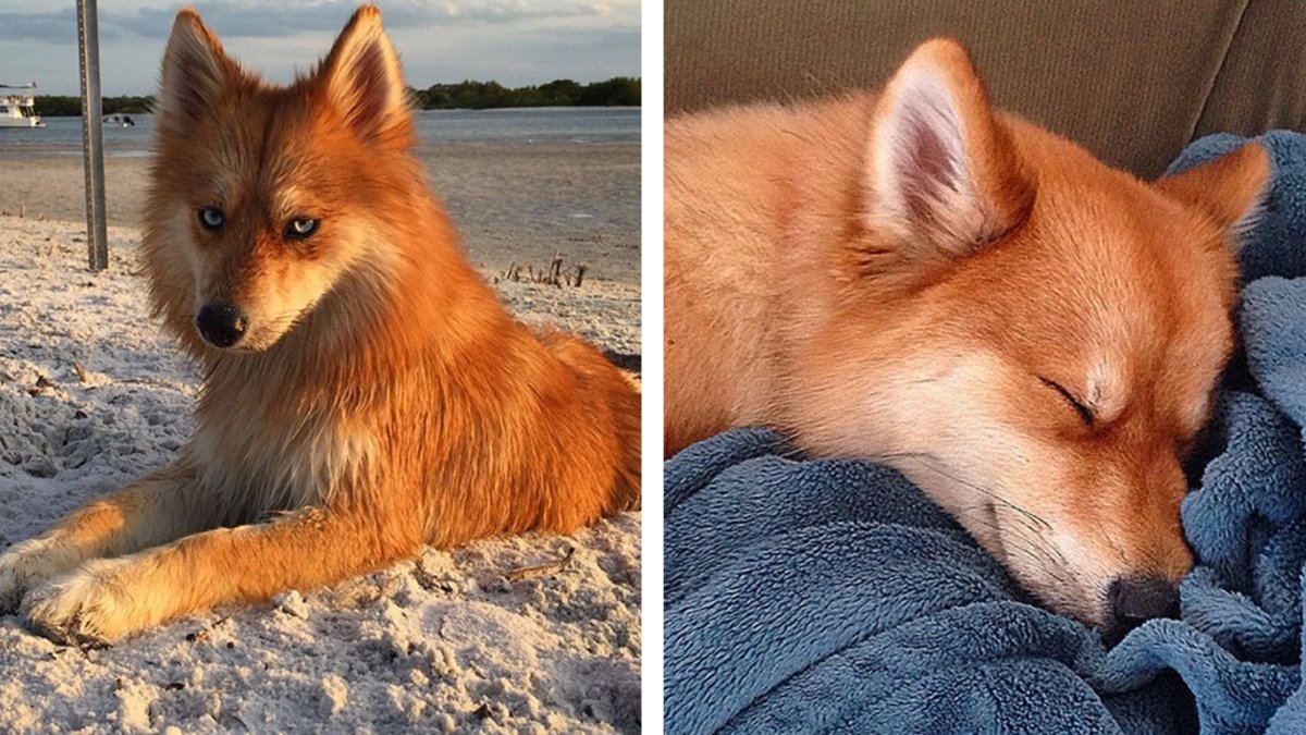 Dog looks like Fox with