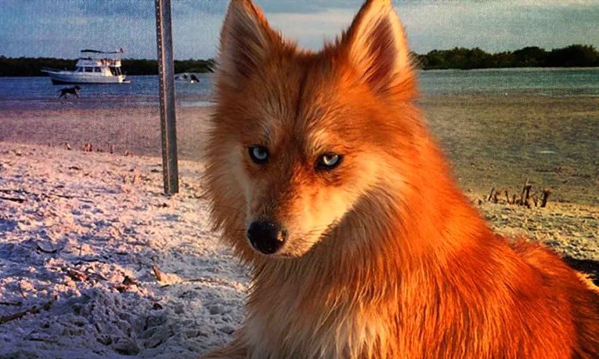 Рыжая дворняжка похожая на лису