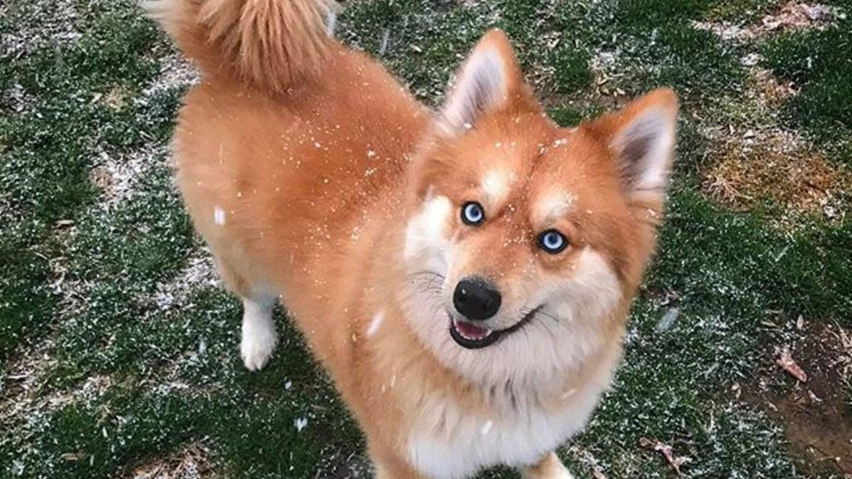 Помесь лисы и пса сканворд 8 букв