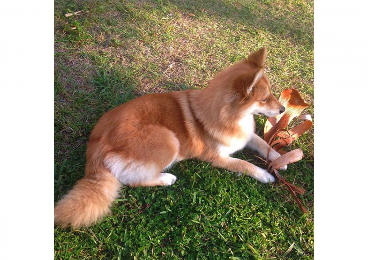 Порода собак похожая на лису гладкошерстная