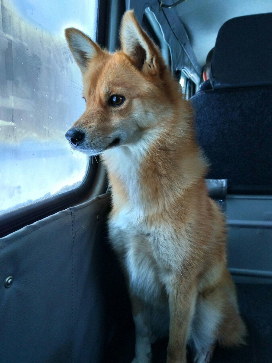 Карело-финская лайка