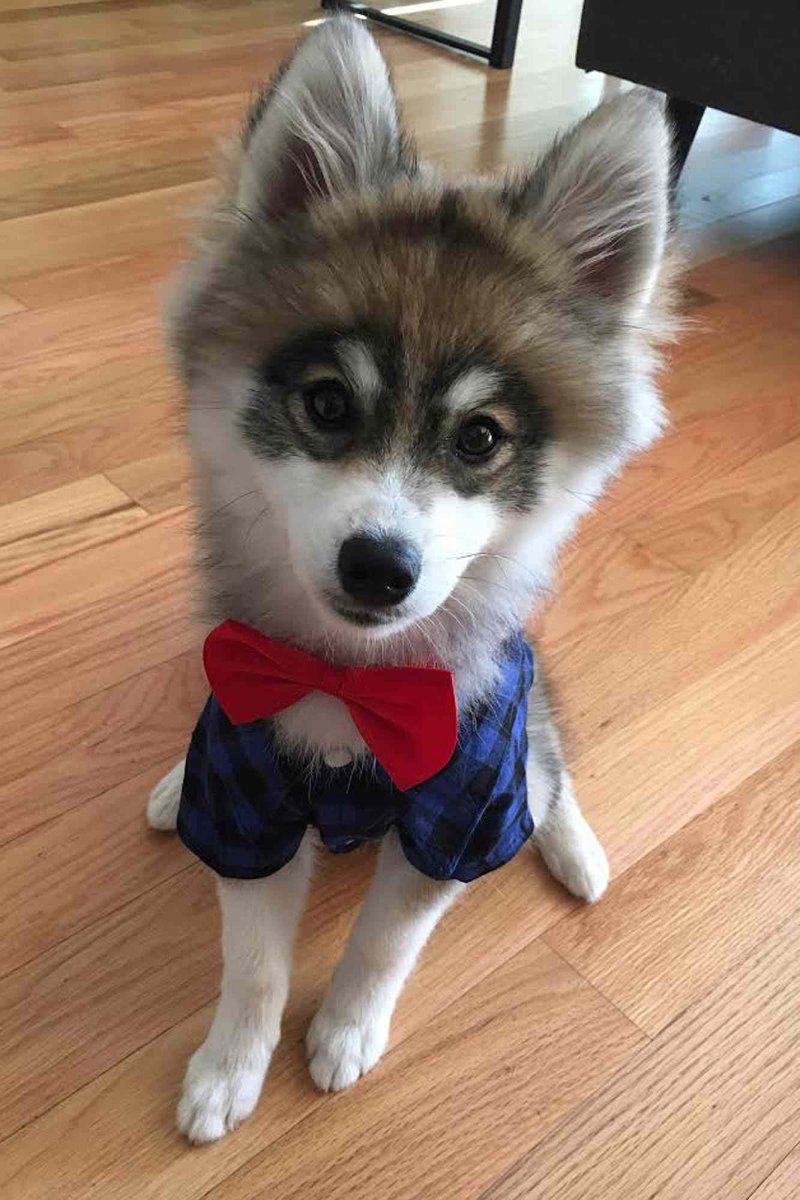 Помски Норман