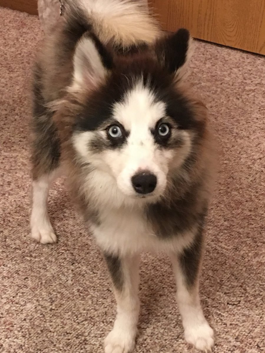 Помски Пипин