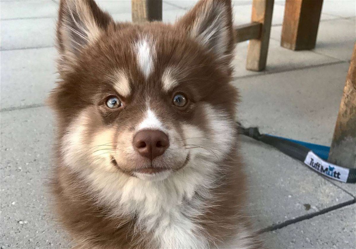 Метис хаски и шпица